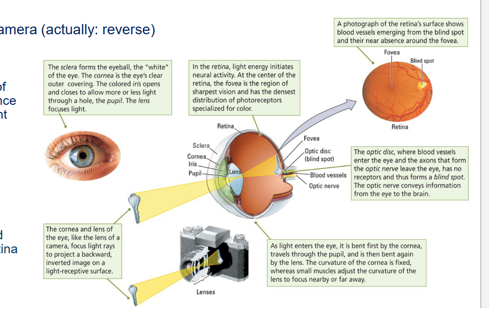 <ul><li><p>Pupil = aperture.</p></li><li><p>Iris = determines size of aperture and hence the amount of light.</p></li><li><p>Lens = focuses light to retina/film</p></li><li><p>Retina = film/sensor, transduces light</p><p></p></li></ul><p>The eye works like a camera (actually: reverse)</p>