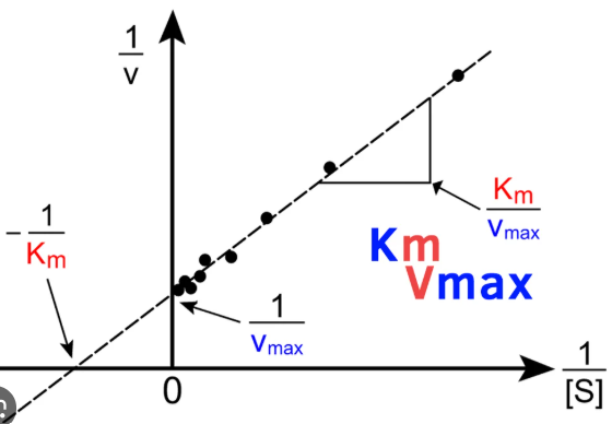 <p><u>Enzyme Kinetics</u></p><p>write out the formula for calculating the x-intercept of a Lineweaver-Burk plot</p>