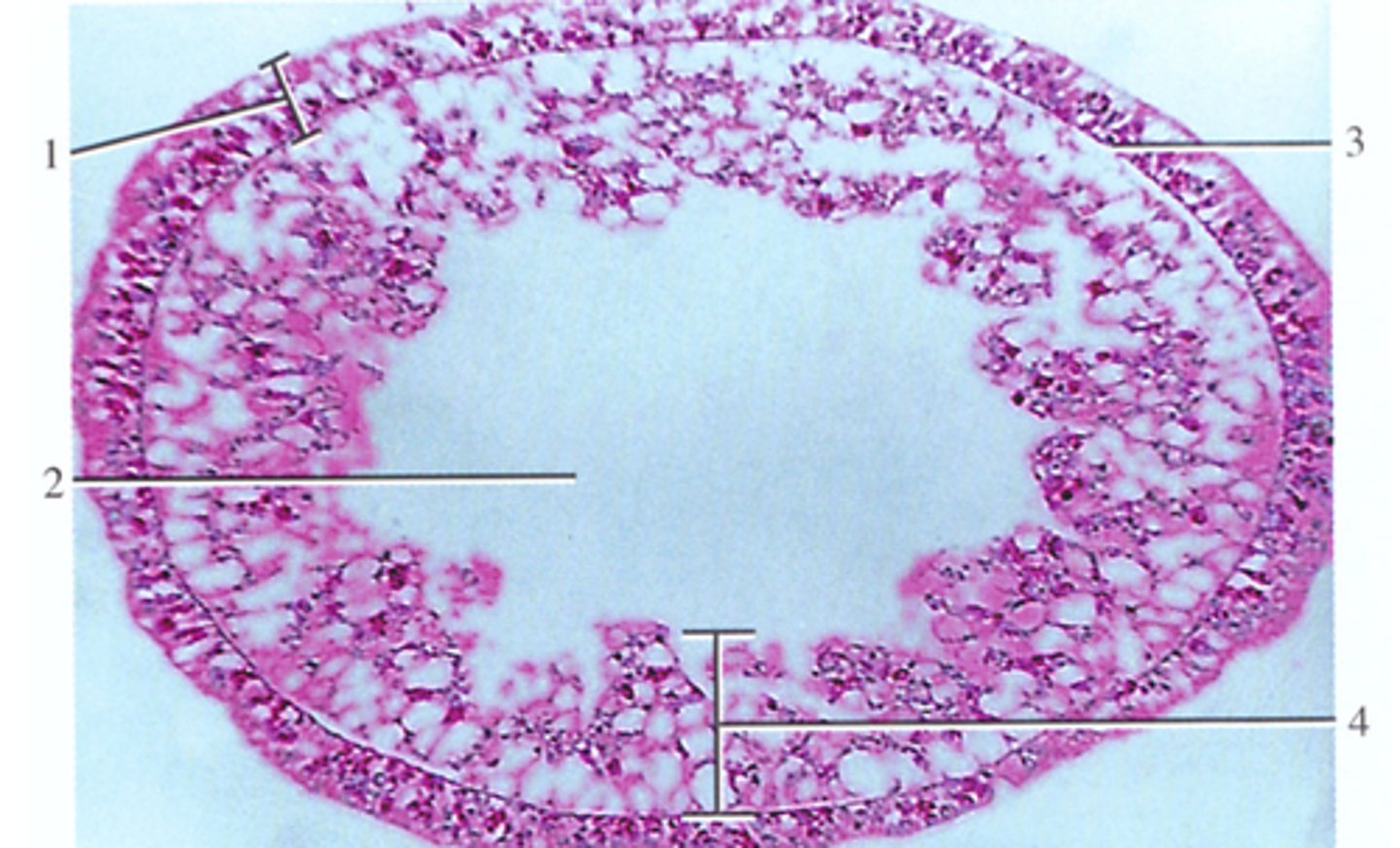 <p>What is this cross section of? what organism does it belong to and name the numbered structures</p>