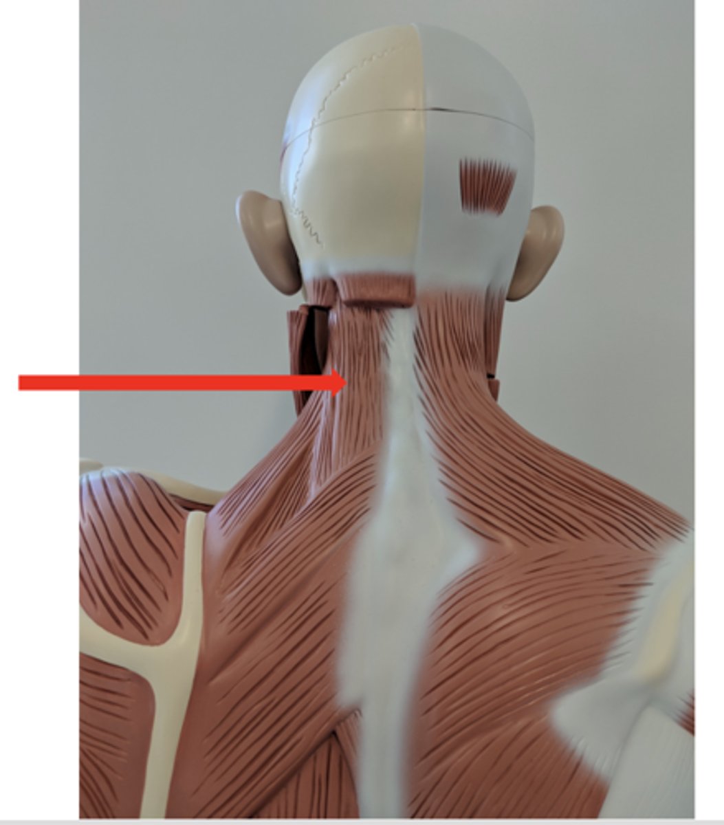 <p>what is this?</p>