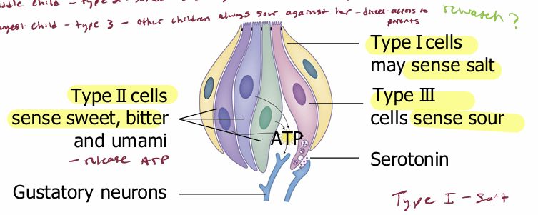 <ul><li><p>Type I cells</p></li><li><p>Type II cells </p></li><li><p>Type III cells </p></li></ul><p></p>