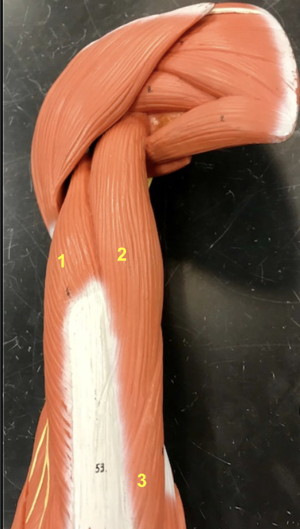 <p>Name these 3 muscles of the triceps brachii</p>