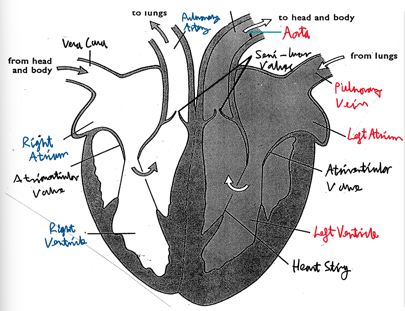 knowt flashcard image
