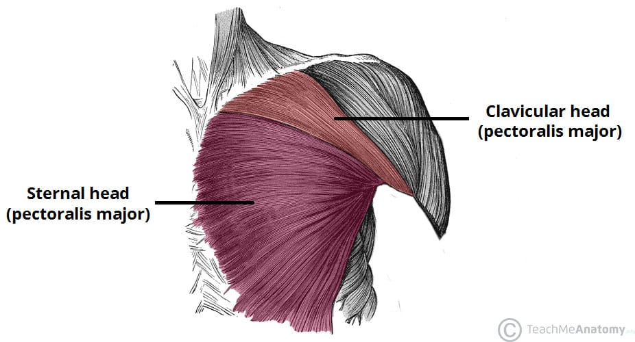 <p>this muscle of the pectoral and scapular region has two heads&nbsp;</p>