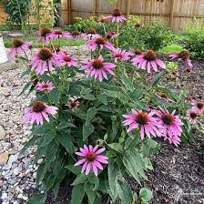 <p><span>Echinacea purpurea / Purple Coneflower</span></p>