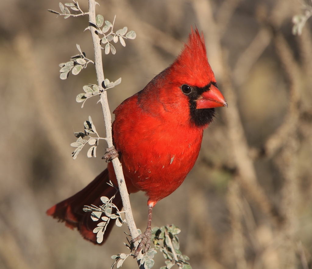 Passeriformes - Cardinalidae - Cardinalis cardinalis