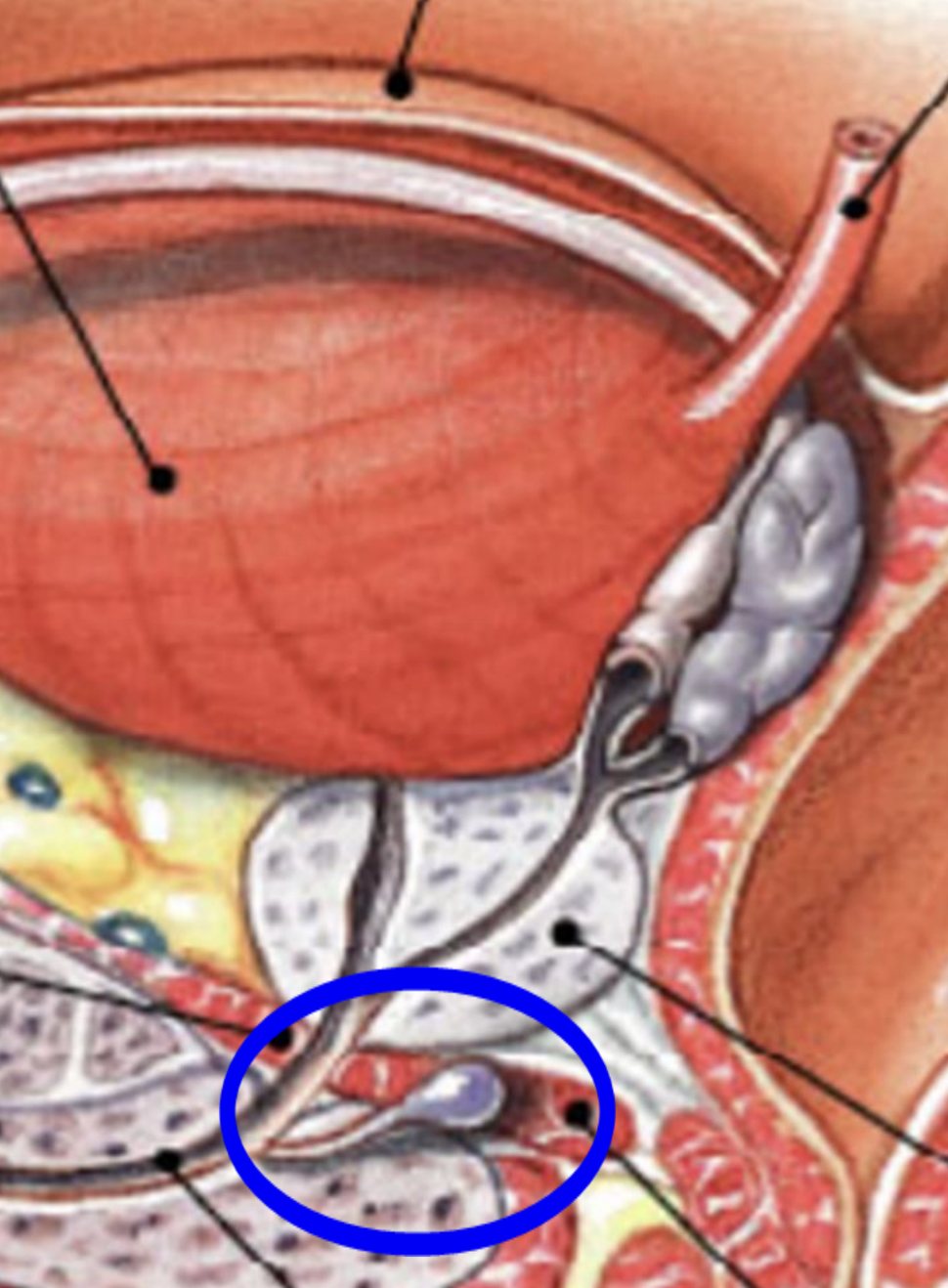 <p>location</p><ul><li><p>muscular layer of the pelvic floor</p></li></ul><p>structure</p><ul><li><p>small glands with a duct opening into the urethra</p></li></ul><p>function</p><ul><li><p>secrete a mucous-like fluid which lubricates the urethra</p></li></ul><p></p>
