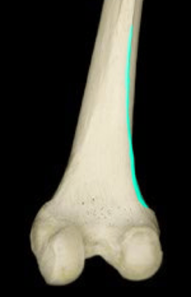 <p>a long, thin projection often with a rough surface</p>