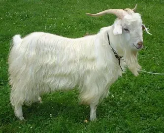 <p><span style="color: rgb(18, 16, 16);"><span>Cashmere = soft down or fiber from the undercoat</span></span><span style="color: rgb(18, 16, 16);"><br></span><span style="color: rgb(18, 16, 16);"><span>of non-Angora Goats.</span></span><span style="color: rgb(18, 16, 16);"><br></span><span style="color: rgb(18, 16, 16);"><span>No true breed, but goats are selectively bred for</span></span><span style="color: rgb(18, 16, 16);"><br></span><span style="color: rgb(18, 16, 16);"><span>production (ex. Kashmir goats in India &amp; Pakistan)</span></span></p>