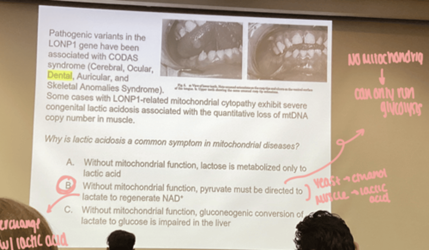 <p>without mitochondrial function, pyruvate must be directed to lactate to regenerate NAD+</p>