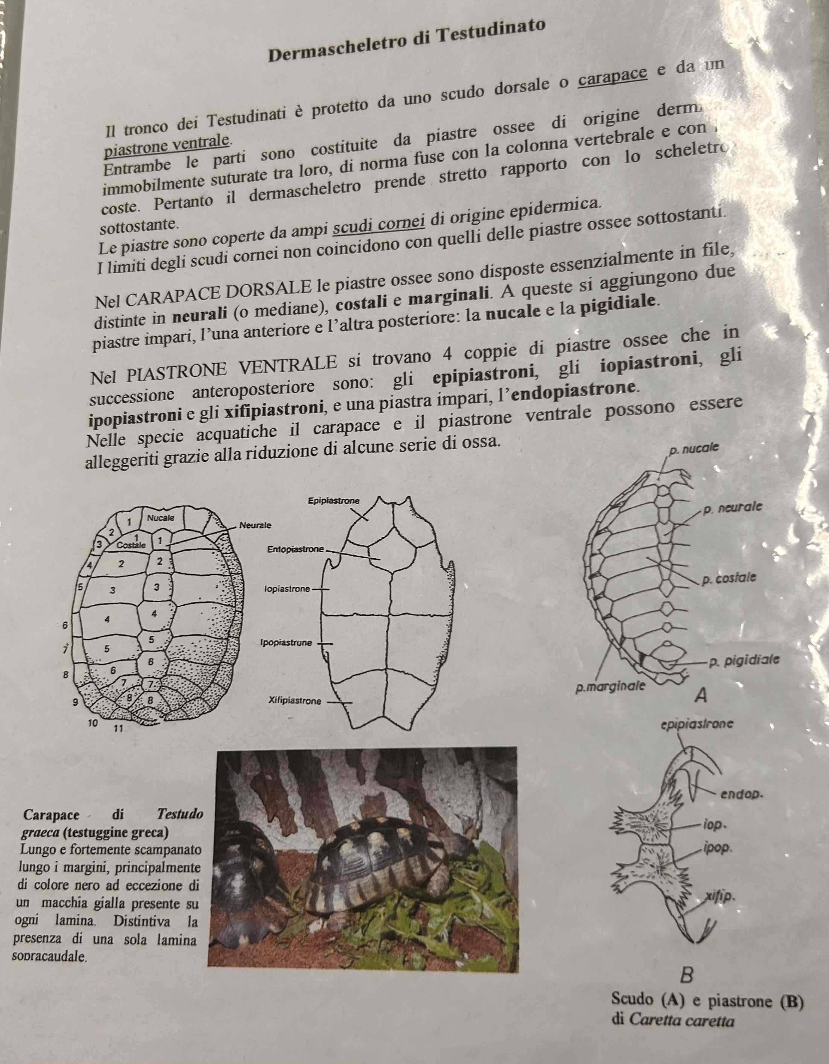 <p>(Dermascheletro testudinato terrestre)</p>