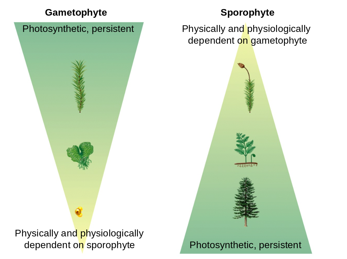 <p><strong>The sexual phase, called the gametophyte generation, produces gametes, or sex cells, and the asexual phase, or sporophyte generation, produces spores asexually</strong><span style="font-family: Google Sans, Roboto, arial, sans-serif">. In terms of chromosomes, the gametophyte is haploid (has a single set of chromosomes), and the sporophyte is diploid (has a double set).</span></p>