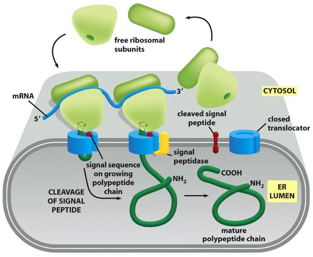 <ul><li><p>the ribosome docks on to the ER membrane, and as it makes the protein, it injects the growing chain directly into the ER lumen</p></li><li><p>the signal peptide at the start of the protein tells it to go to the ER</p></li><li><p>once inside, the signal peptide is cut off by a signal peptidase (enzyme on lumenal side)</p></li><li><p>the rest of the protein folds inside the ER lumen</p></li></ul><p></p>
