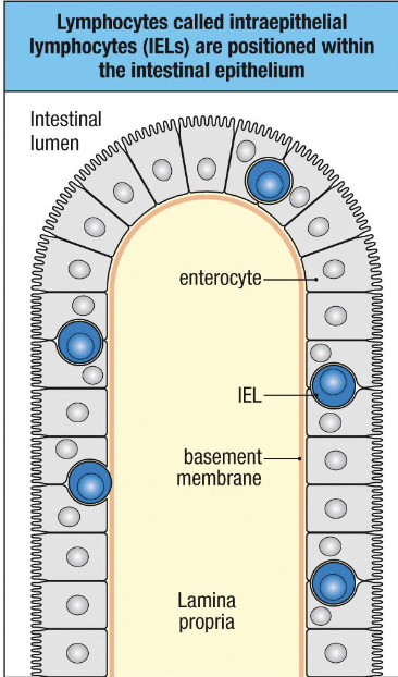 <p>within the intestinal epithelium</p>