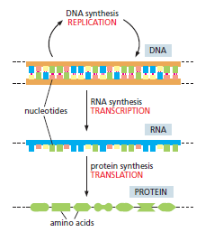 Central dogma
