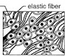 <p>What type of cartilage is shown in the picture?</p>