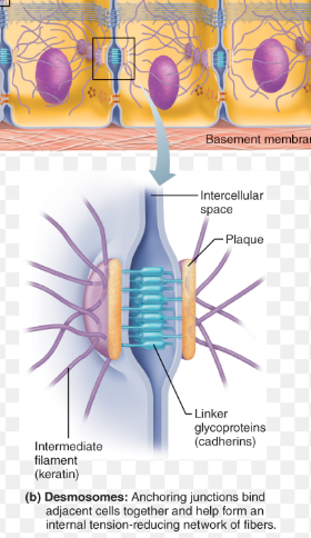 <p><span style="font-family: "Open Sans", sans-serif; line-height: 115%;"><strong><span>Desmosomes </span></strong></span></p>