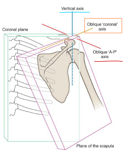 <ul><li><p><span style="color: red;"><strong>Internally rotated 35-45°</strong></span></p></li><li><p><span style="color: red;"><strong>Upwardly rotated 5-10°</strong></span></p></li><li><p><span style="color: red;"><strong>Anteriorly tipped 10-15°</strong></span></p></li><li><p><strong><u>Sits between T2-T7</u></strong>, 5-6 cm from SPs</p></li></ul><p></p>