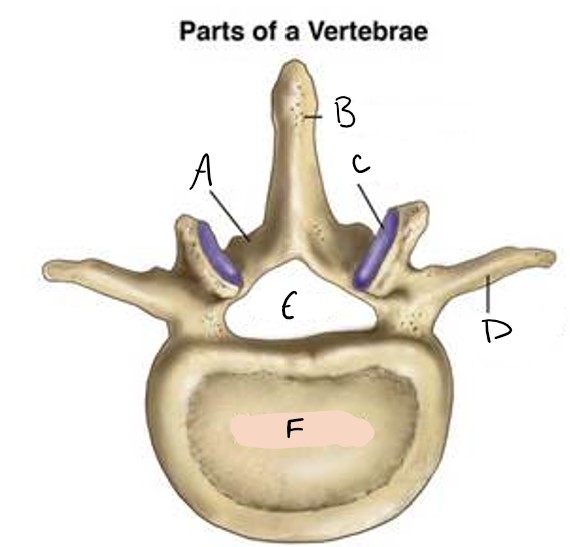 <p>foramen</p>