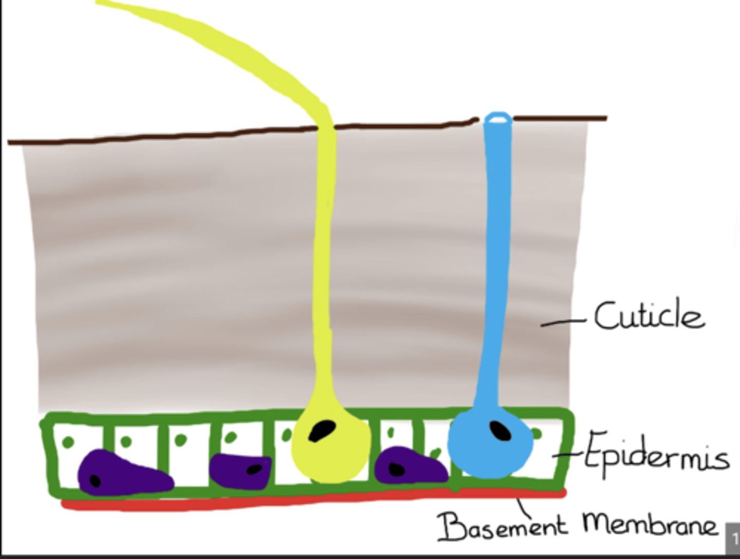 <p>Thin layer beneath the epidermis separating it from internal tissues and serving as a foundation for secretion of new cuticle.</p>