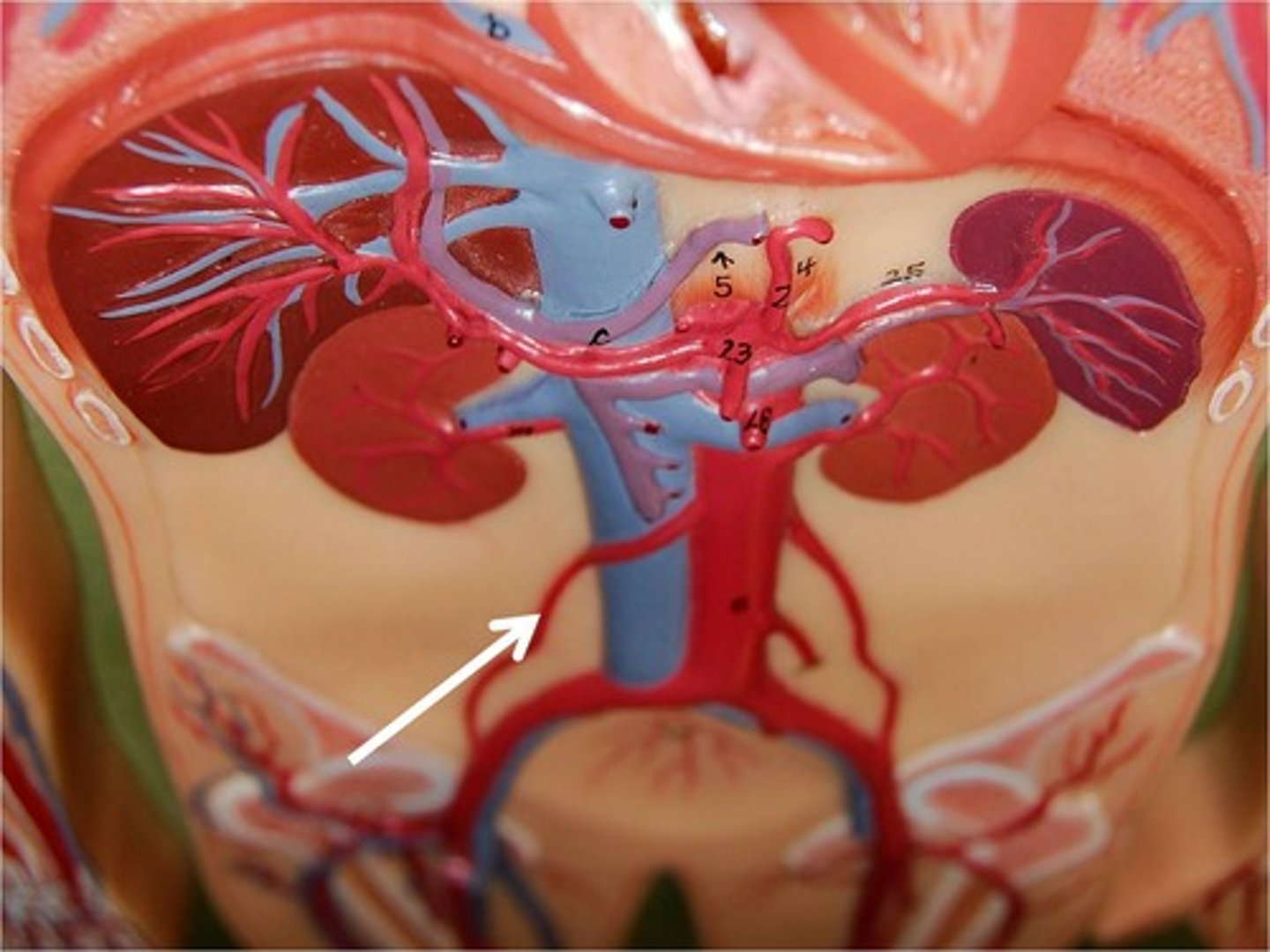 <p>Name the blood vessel.</p>