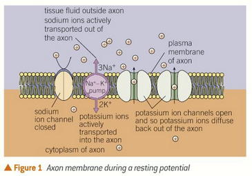 <ul><li><p>-70mV, the outside is more positive than the inside</p></li><li><p>3 Na+ ions actively transported out</p></li><li><p>2 K+ ions actively transported into the neurone</p></li><li><p>done by sodium potassium pump</p></li><li><p>so more sodium ions outside than inside so sodium ions diffuse back and potassium ions diffuse out</p></li><li><p>but most of the gated sodium channels are closed while potassium channels are open so more positive outside than inside as K+ diffuses out</p></li></ul><p></p>
