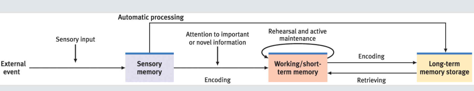 <ul><li><p>To-be-remembered info: <strong>sensory memory</strong></p></li><li><p>Processing and encode through rehearsals: <strong>Short-term memory</strong></p></li><li><p>Retrieval and availability: <strong>long-term memory</strong></p></li></ul>