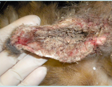 <p><span><span>What is the cause of the skin lesion on the pinna of this rabbit?</span></span></p><p></p><p><span><span>a. </span></span>Baylisascaris procyoni</p><p><span><span>b. </span></span>Demodectic mange</p><p><span><span>c. </span></span>Otitis interna</p><p><span><span>d. </span></span>Psoroptes cuniculi</p><p><span><span>e. </span></span>Sunburn damage</p>