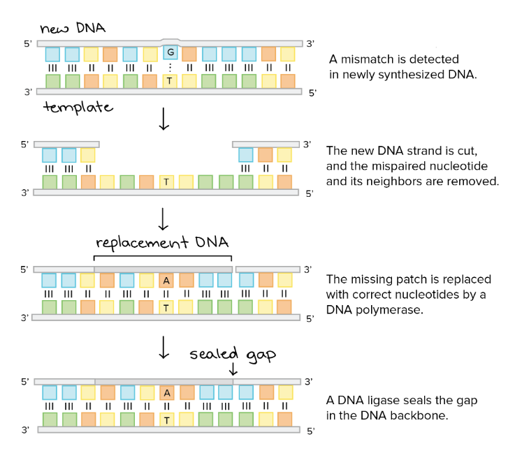 <ul><li><p>fouten die overgebleven zijn na proofreading worden herkend door “detector eiwit”</p><ul><li><p>endonuclease verwijdert foute base</p></li><li><p>exonuclease verwijdert baseregio</p></li><li><p>herstel door DNA-polymerase/ligase</p></li></ul></li></ul><p></p>