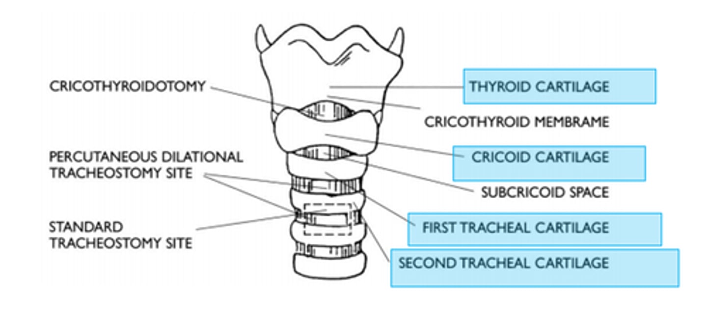 <p>Between 2-3rd tracheal rings</p>