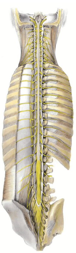<p>general functions: </p><ul><li><p>conducts information between the periphery and the “brain” </p></li><li><p>involved in processing information </p><ul><li><p>example: withdraw fingers from painful stimulus (spinal reflex)</p></li></ul></li></ul><p></p>