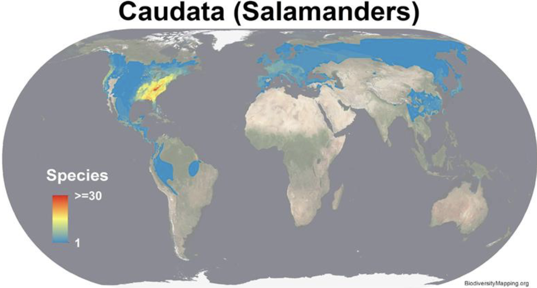<p>Salamander distribution </p>