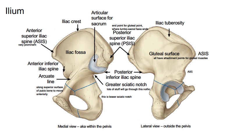 -medially, there is iliac fossa and the articulating surface for sacrum and laterally(kind of posterior) there is gluteal surface 
-anteriorly, there is the anterior superior iliac spine (ASIS) and then there is anterior inferior iliac spine (AIIS), there is also the arcuate line that moves towards the pubic bone 
-posteriorly, there is posterior superior iliac spine (PSIS) - where lumbosacral fascia ends -and posterior inferior iliac spine (PIIS)
-PSIS kind of look like dimples on lower back
-under the PIIS there is greater sciatic notch 
-superiorly, there is iliac crest and iliac tuberosity 