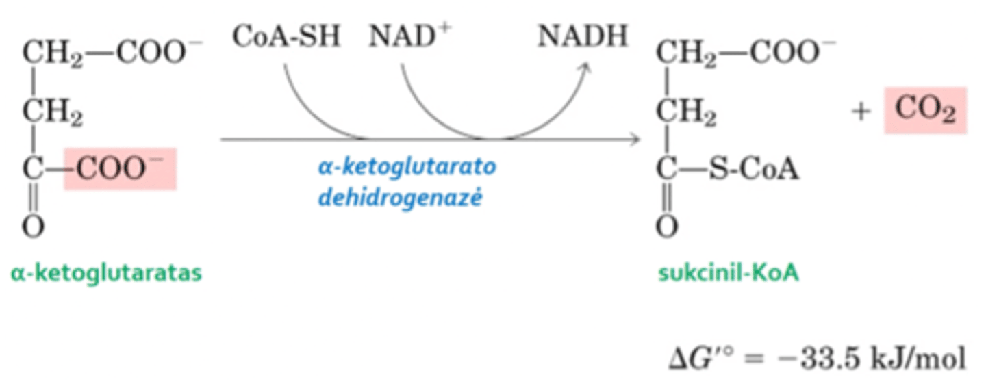 <p>4. Oksidacijos-redukcijos reakcija. Susidaręs alpha-keteroglutaratas yra dar kartą dekarboksilinamas ir vyksta ne paprasta dekarbokslinimimo reakcijo, o oksidacinis dekarboksilinimas, nes paimami vandeniliai nuo substrao ir susidaro metabolitas - sukcinil-KoA</p>