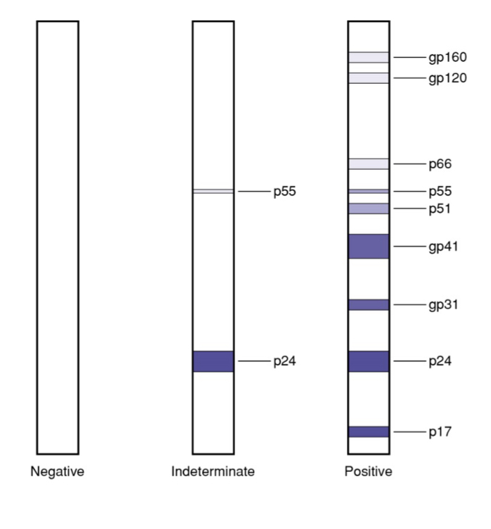 <p>slide 41 ch 24</p>