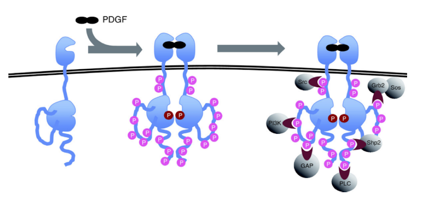 <p>What kind of receptor is the platelet derived growth factor receptor</p>