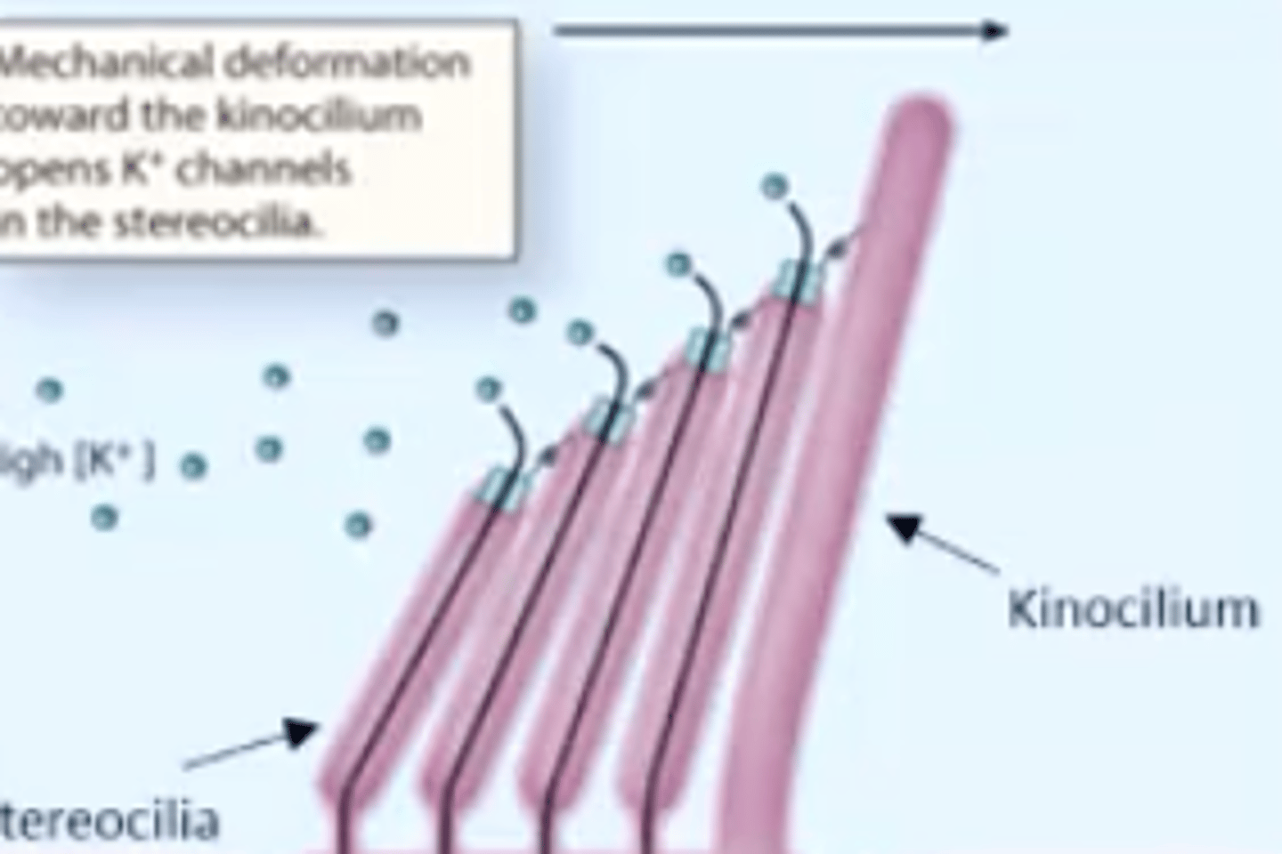 <p>tallest stereocilia in hair cell</p>