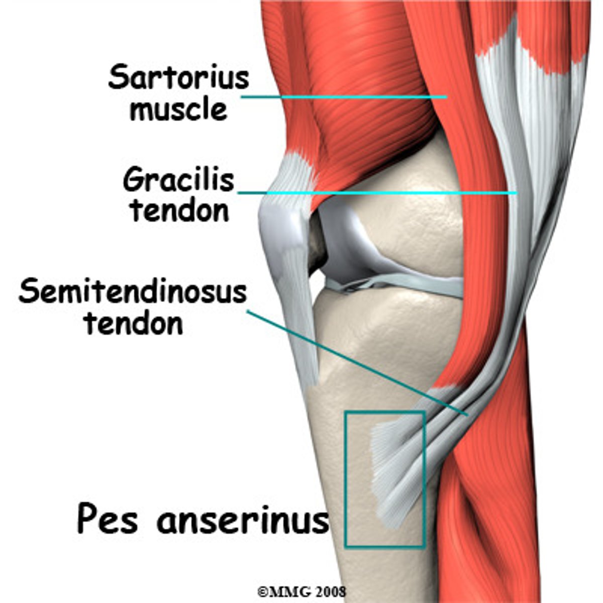 <p>Sartorius: anterior, femoral nerve, extension at the knee, hip flexion</p><p>Gracilis: medial, obturator nerve, adduction</p><p>Semitendinosis: posterior, tibial nerve, extension</p>