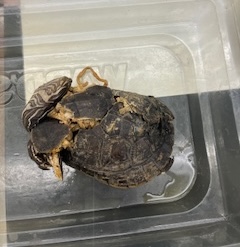 <ul><li><p>dark unpatterned shell</p></li><li><p>wavy lined head and limbs (like 70s)</p></li><li><p>medium size</p></li></ul><p></p>