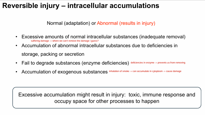 <p><strong><u>How does it occur:</u></strong></p><p>1) excessive <span style="color: yellow"><strong>normal intracellular substance</strong></span><strong> </strong>(inadequate removal) - were not removing it fast enough</p><p> </p><p>2) accumulation of <span style="color: yellow"><strong>abnormal intracellular substance</strong></span> b/c of deficiencies in storage/packing/secretion</p><p> </p><p>3) failing to <span style="color: yellow"><strong>degrade substances</strong></span> <strong>(enzyme deficiency)</strong></p><p> </p><p><strong>4) accumulation of </strong><span style="color: #NaNNaNNaN"><strong>exogenous substance</strong></span></p><p>ex. inhaling smoke → accumulate cytoplasm → cause damage</p><p> </p><p>TLDR: so by removing these “stressors” (ex. too much intracellular substance), cell can revert</p><p></p><p>*normal = adaptation</p><p><span style="color: rgb(241, 10, 66)">*abnormal = results in injury</span></p>