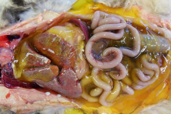 <p>Abdomen as a whole from a 9-month-old, male, purebred Siamese cat. Clinical history: The cat was smaller than normal (“runty”). Serum biochemistry revealed mild anemia, lymphopenia, hyperbilirubinemia, and hypergammaglobulinemia with a high albumin to globulin ration (A:G ratio). Morph? Name of disease? Cause?&nbsp;</p>