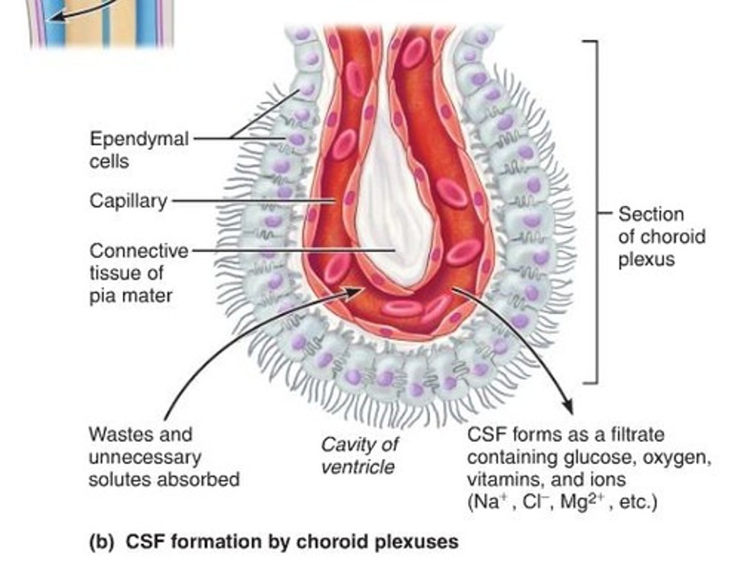 <p>- Found within the choroid plexus<br>- Produces cerebrospinal fluid<br>- Serves as a cushion to the brain<br>- Transports nutrients to the brain<br>-Removes wastes</p>