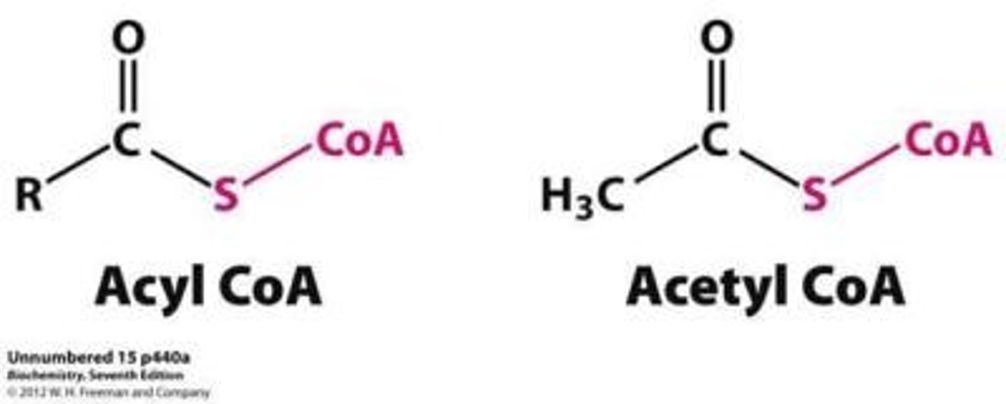 <p>Acyl-CoA is a fatty acid with a CoA instead of an OH group.</p><p>Acetyl-CoA is an acetyl group with a CoA attached.</p>