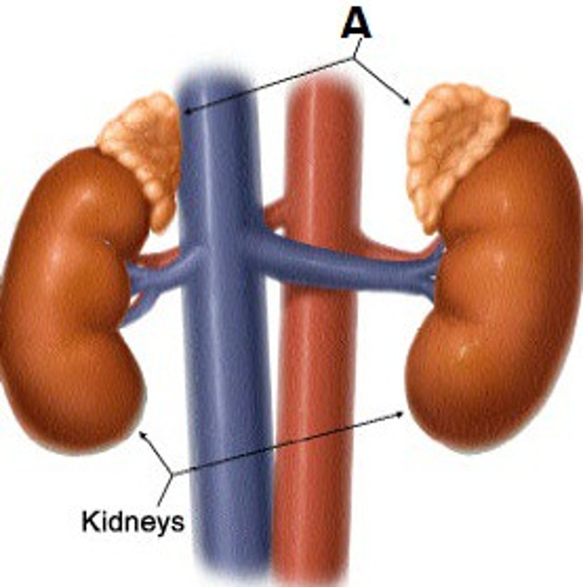 <p>a pair of endocrine glands that sit just above the kidneys</p>