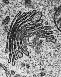 <p>Modifies, sorts, and packages proteins into vesicles for transport or secretion</p>