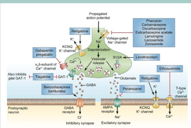<p>Demper epleptiske anfall ved å redusere neurones eksitabilitet eller øke den inhibitoriske signaliseringen i hjernen:</p><ol><li><p>Hemme eksitasjon ved å påvirke glutamatsystemet. Blokkere postsynaptisk AMPA- eller NMDA-reseptorer, som normalt fomidler glutamat.&nbsp;</p></li><li><p>Hemme spenningstyrte Ca2+ kanaler, som reduserer glutamatfrisetting</p></li><li><p>Aktivere presynaptiske glutamatreseptorer som hemmer videre glutamatfrigjøring</p></li><li><p>Stabilisere nevronmembranen: forlenge spenningstyrte Na+ kanaler slik at nevronet ikke kan fyre repetivt i raske serier→ demper spredningen av epleptisk aktivitet</p></li><li><p>Styrke GABA ved å øke syntesen, hemme nedbrytningen, hemme reopptaket eller forsterke effekt på reseptorene→&nbsp;Økt GABA-aktivitet fører til økt Cl⁻-innstrømning og dermed hyperpolarisering av nevroner, som gjør dem mindre tilbøyelige til å fyre aksjonspotensialer.</p></li></ol><p></p>