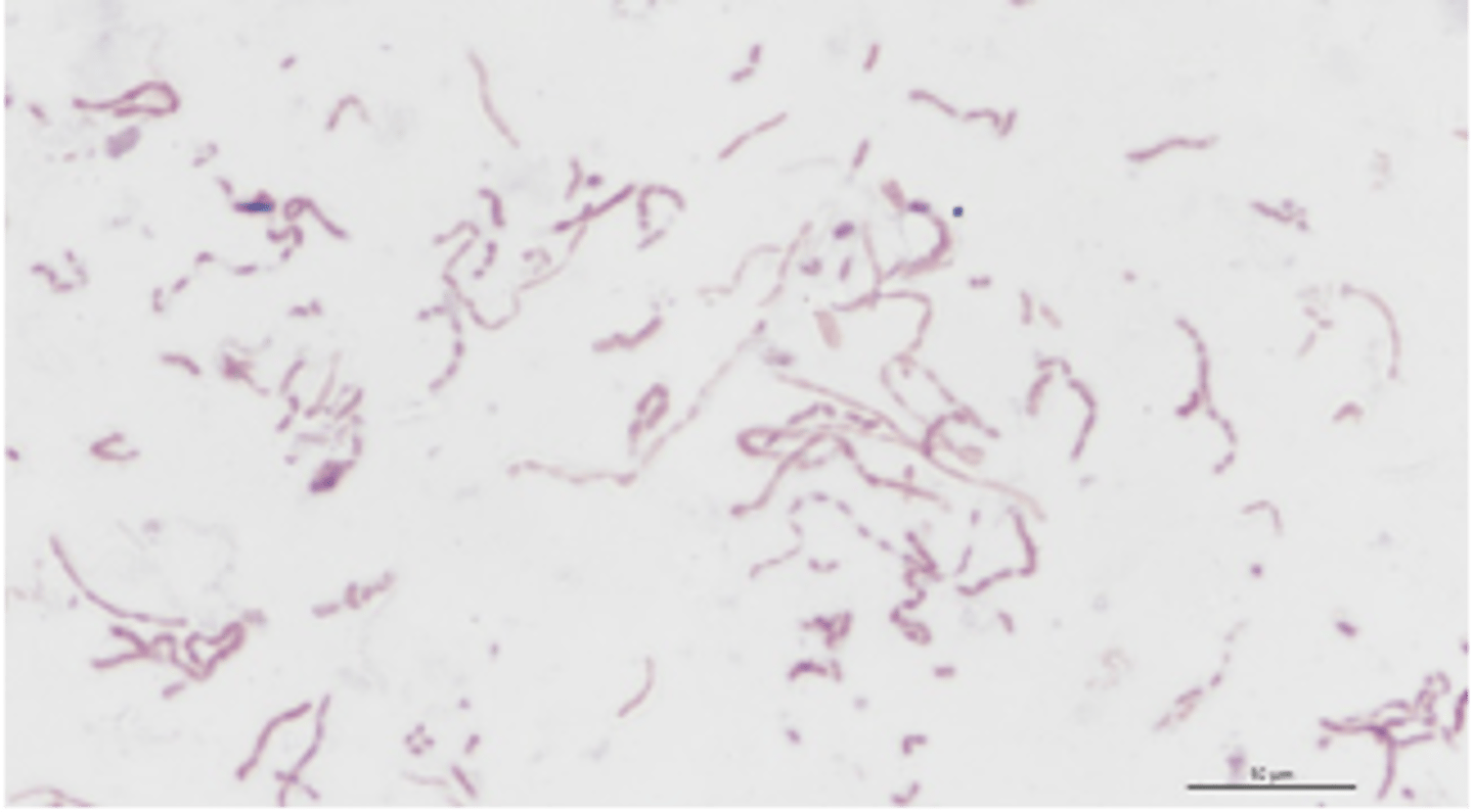 <p>this pathogen causes what disease that leads to loss of condition and facial swelling</p>