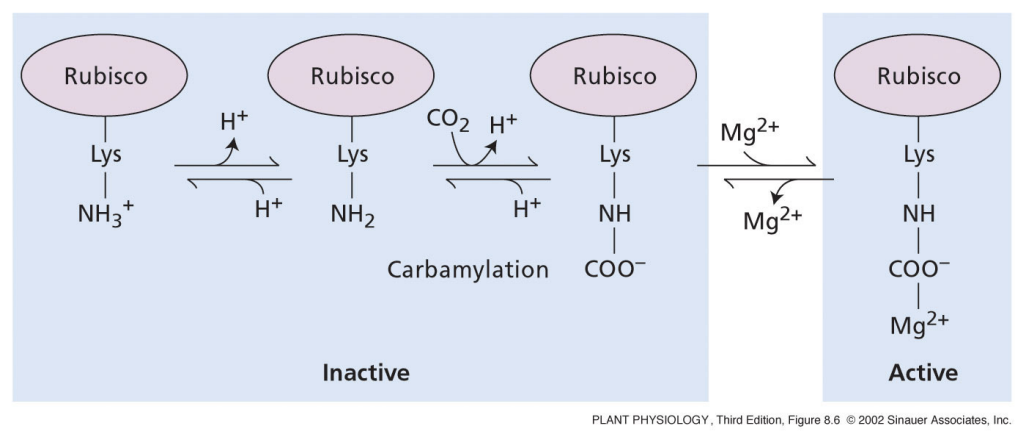 <ul><li><p>light reactions create a membrane potential across the thylakoid</p></li><li><p>membrane potential is negative on stromal side</p></li><li><p>Mg2+ is driven from thylakoid lumen to negative stroma</p></li></ul><p></p>