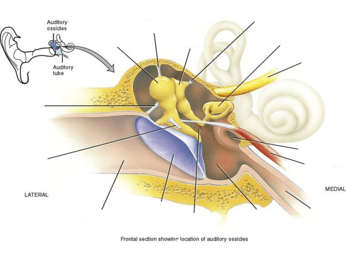 <p>The <strong><em></strong></em>__ are the three small bones in the middle ear that transmit sound vibrations from the tympanic membrane to the inner ear.</p>
