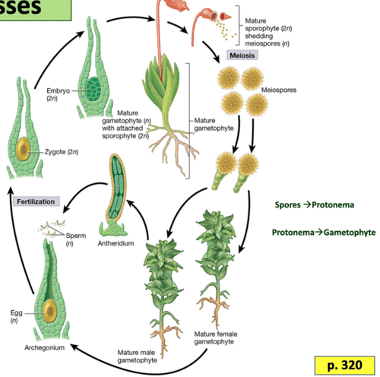 <p>Heterosporous, unisexual, require water for fertilization, gametophyte generation dominant</p>